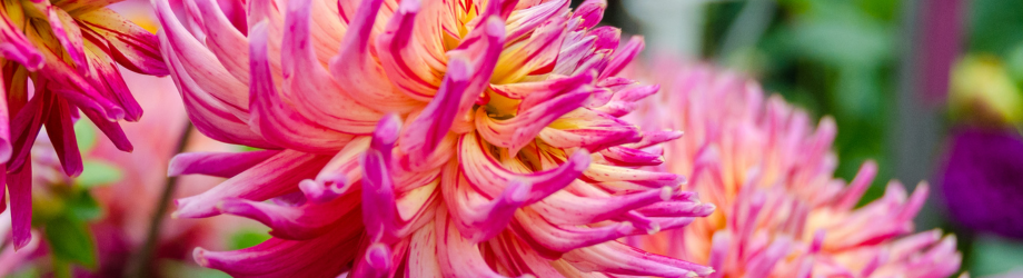 Dahlia rose