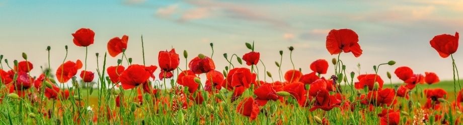 offrir-coquelicots-signification-930x250