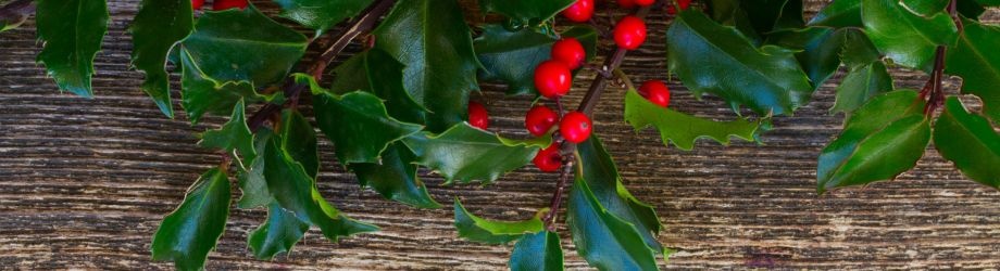 origine-houx-noel-920x250 origine-houx-noel-920x250