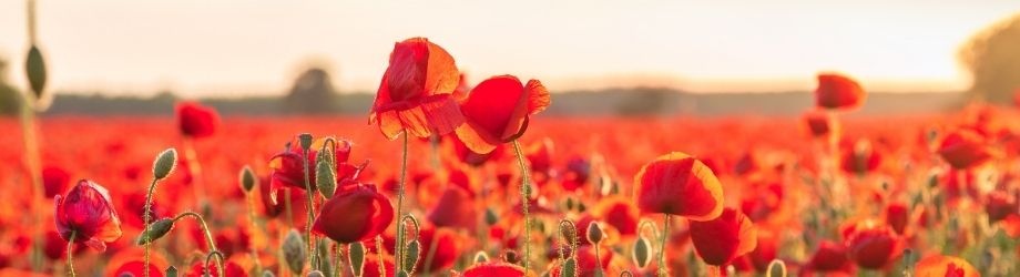 signification-coquelicots-930x250