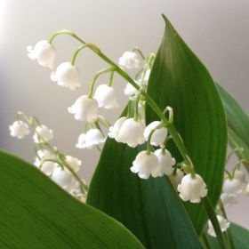 Clochettes de muguet