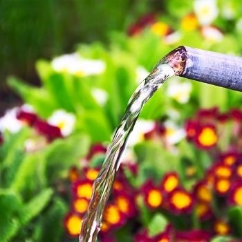 Arroser ses fleurs en pot : les astuces indispensables