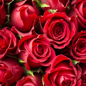 Offrir des roses à nouvel an