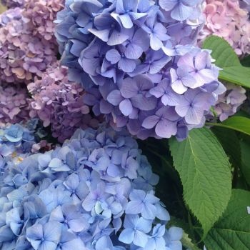 arroser-hortensia-350x350 arroser-hortensia-350x350