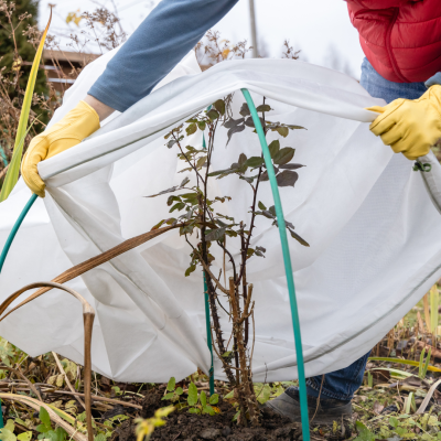 Comment entretenir vos plantes et fleurs en hiver ?