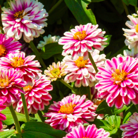 Dalhias roses et blancs