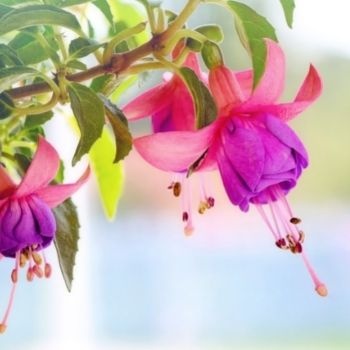 fushia-350x350 fushia-350x350