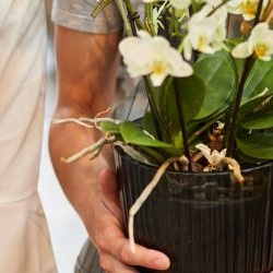 Livraison de fleurs par 123fleurs