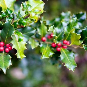 houx-noel-350x350 houx-noel-350x350