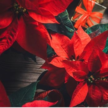 Offrir des fleurs à nouvel an