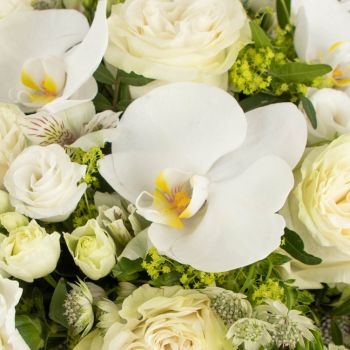 symbolique-orchidee-350x350 symbolique-orchidee-350x350