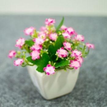 petites-fleurs-roses-en-pot-350x350