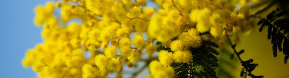 Banniere (8) Banniere (8)