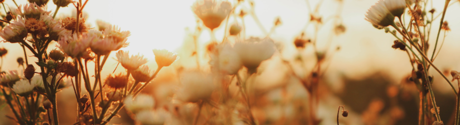 Banniere (1) Banniere (1)