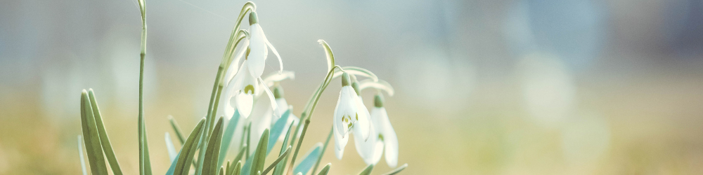 Un artisan fleuriste local le compose Un artisan fleuriste local le compose