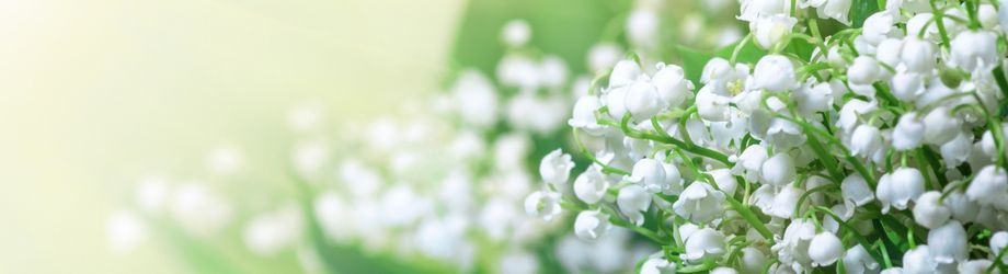 mugut-fleur-blanche-odorante-250x920 mugut-fleur-blanche-odorante-250x920