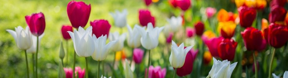 offrir-tulipes-920x250 offrir-tulipes-920x250