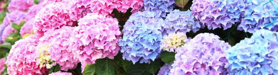 symbolique-hortensia-920x250 symbolique-hortensia-920x250