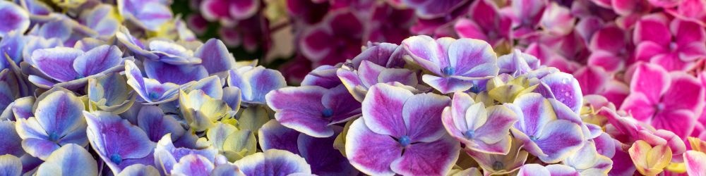 hortensia-degrade-bleu-rose-violet hortensia-degrade-bleu-rose-violet