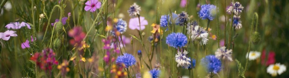 Banniere (3) Banniere (3)