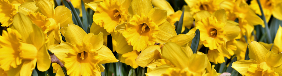 Fleurs jaunes jonquilles