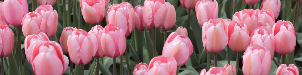 abnnière CMS  (8) abnnière CMS  (8)