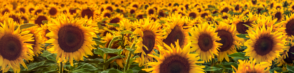Tournesol Tournesol