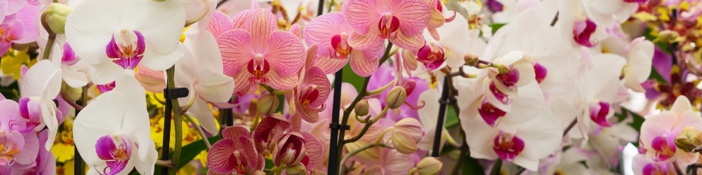 orchidée