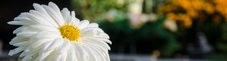 Banniere (12)