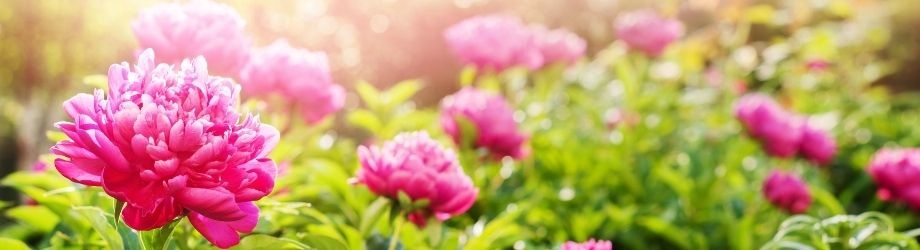 entretien-et-culture-pivoine-930x250