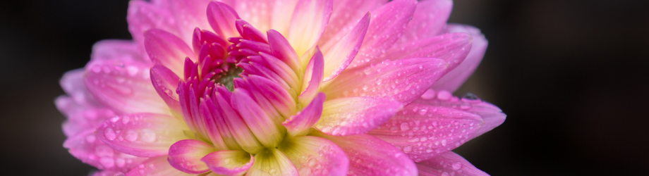 Signification du Dalhia Signification du Dalhia