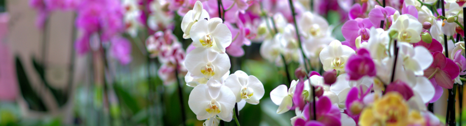 Design sans titre (18) Design sans titre (18)