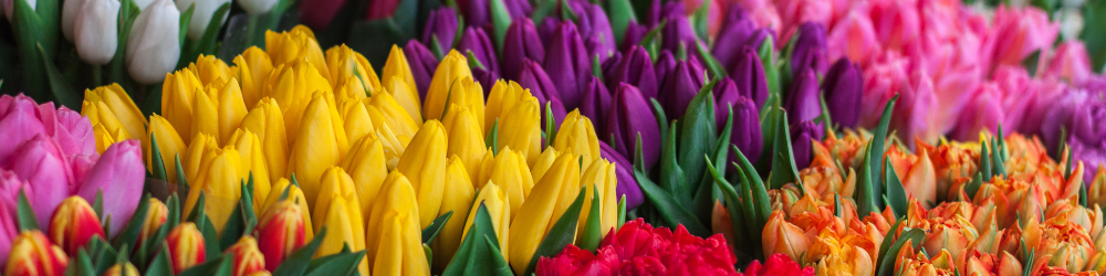 abnnière CMS  (9) abnnière CMS  (9)