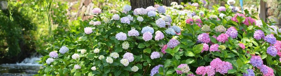 entretien-hortensia-920x250 entretien-hortensia-920x250