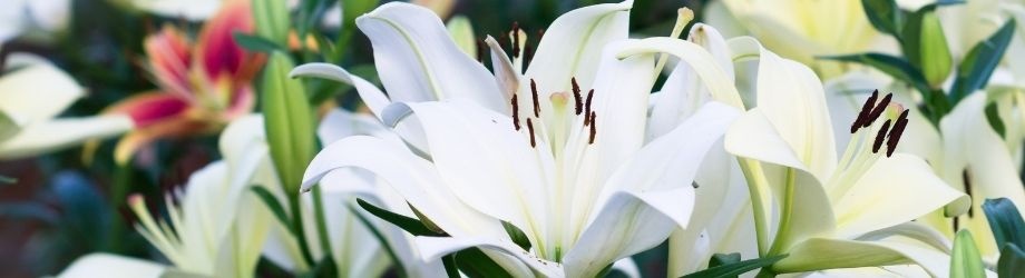 signification-lys-930x250