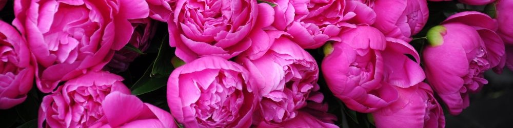 pivoines-rose-fuchsia-feuillage pivoines-rose-fuchsia-feuillage