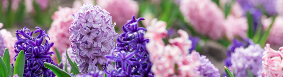 Lilas pour Paques