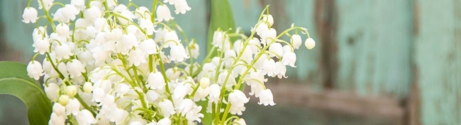 muguet-floraison-et-entretien-930x250