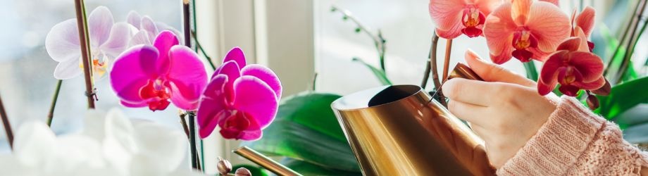 symbolique-orchidee-920x250 symbolique-orchidee-920x250