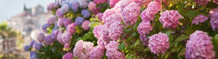 signification-offrir-hortensia-920x250 signification-offrir-hortensia-920x250
