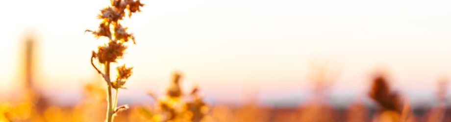 Banniere (10) Banniere (10)