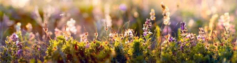 coloris-doux-bouquet-boheme-930x250 coloris-doux-bouquet-boheme-930x250