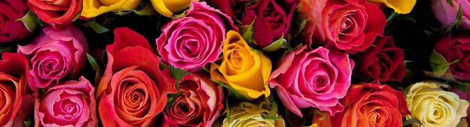 Roses pour la saint valentin Roses pour la saint valentin