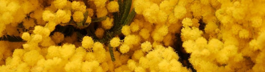 Banniere (7) Banniere (7)