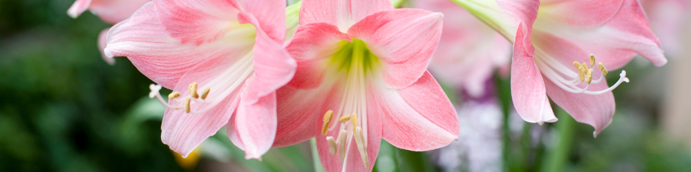 Bandeau de réassurance mailing (1) Bandeau de réassurance mailing (1)