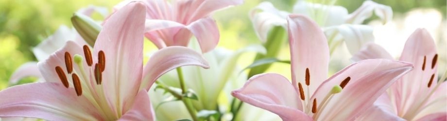 offrir-lys-signification-930x250 offrir-lys-signification-930x250