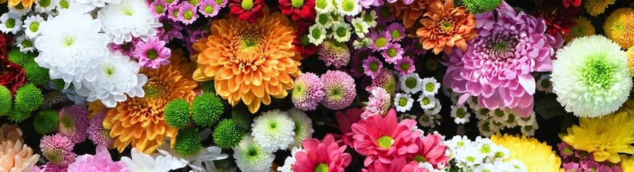 fleurs-anciennes-chrysantheme-920x250 fleurs-anciennes-chrysantheme-920x250