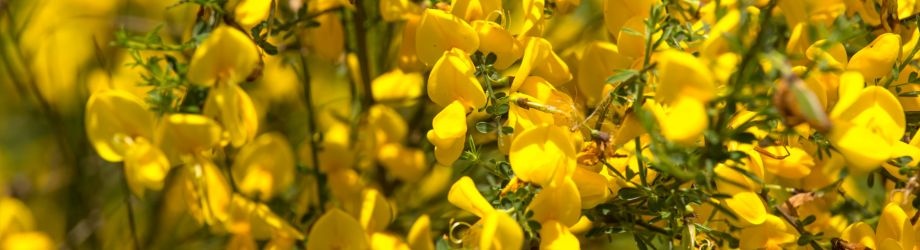 Banniere (9) Banniere (9)