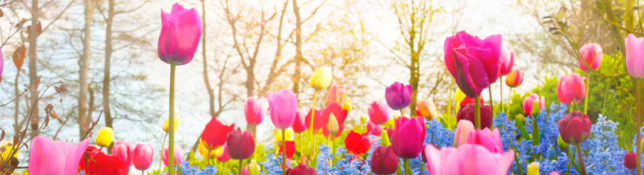 fleurs de printemps (1) fleurs de printemps (1)