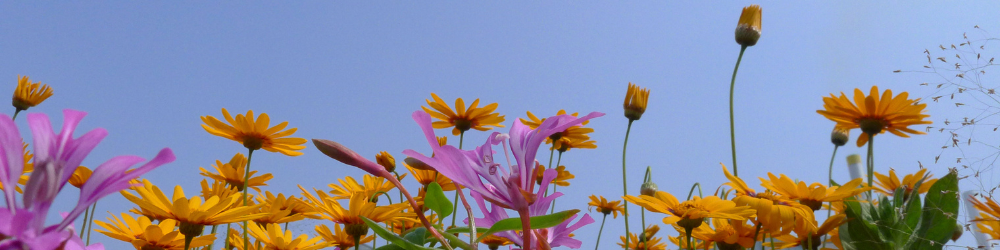 abnnière CMS (17) abnnière CMS (17)